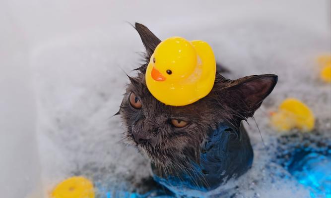 猫咪洗澡的正确方法详解,让你的爱猫舒适又安全 猫咪洗澡的正确方法详解,让你的爱猫舒适又安全