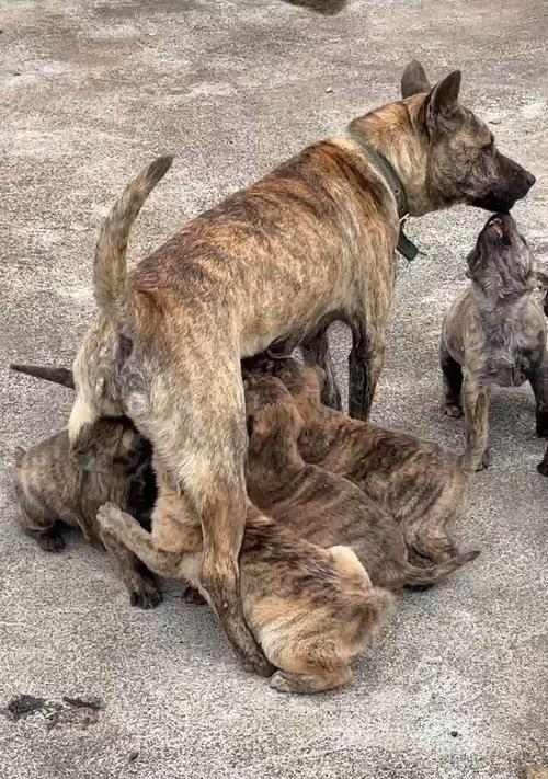 狗狗喝牛奶指南：幼犬到成年犬的喂养变化与注意事项