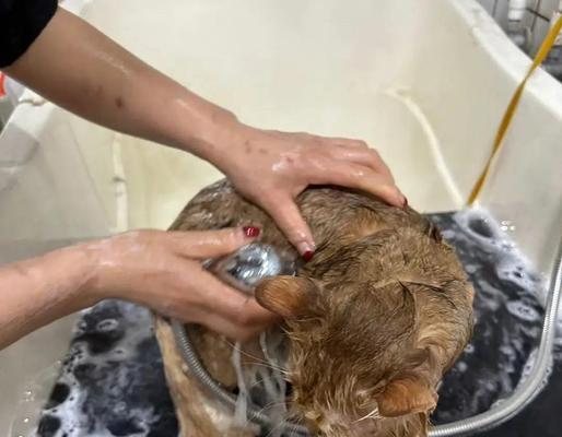猫咪洗澡的正确方法详解,让你的爱猫舒适又安全 猫咪洗澡的正确方法详解,让你的爱猫舒适又安全