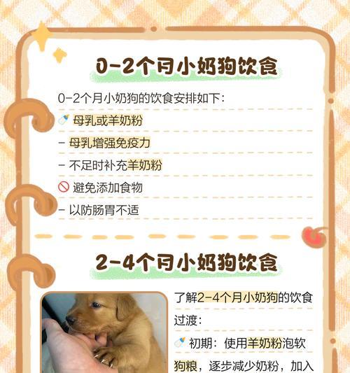 狗狗喝牛奶指南：幼犬到成年犬的喂养变化与注意事项