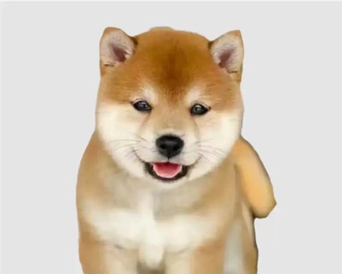 15种常见宠物狗寿命排行榜，哪种狗狗活得更长久