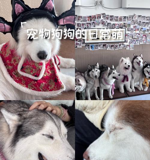 15种常见宠物狗寿命排行榜，哪种狗狗活得更长久