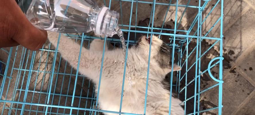 猫咪中毒吐血怎么办？正确急救方法与处理步骤详解