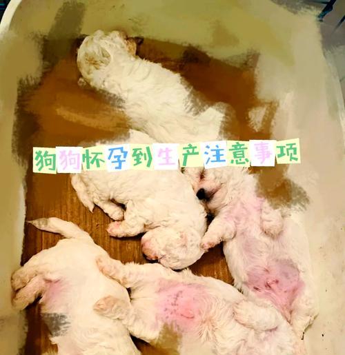 狗狗怀孕到生产全过程详解：妊娠分娩哺乳期护理指南