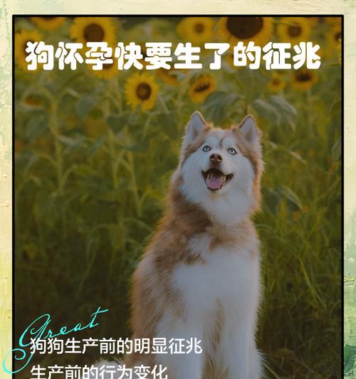狗狗怀孕到生产全过程详解：妊娠分娩哺乳期护理指南