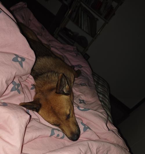 狗狗驱虫注意事项：三个要点避免不良反应保护宠物健康