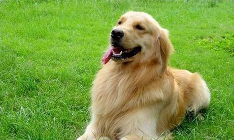 金毛犬运动量需求与防运动伤害指南