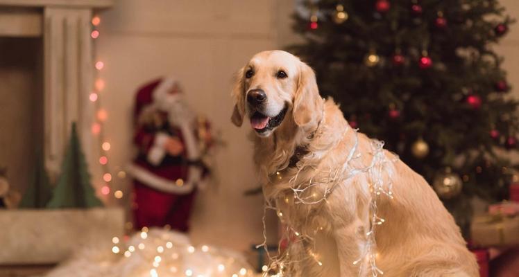 金毛犬运动量需求与防运动伤害指南
