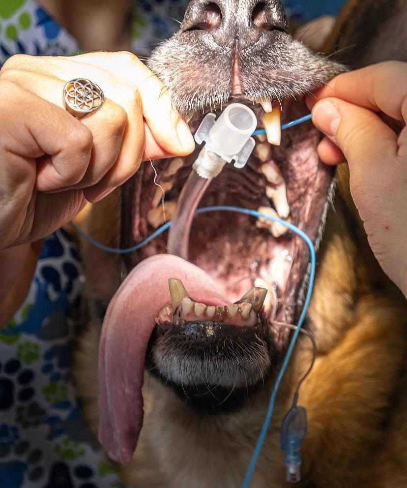 狗狗术后恢复时间详解：影响因素与护理要点全攻略