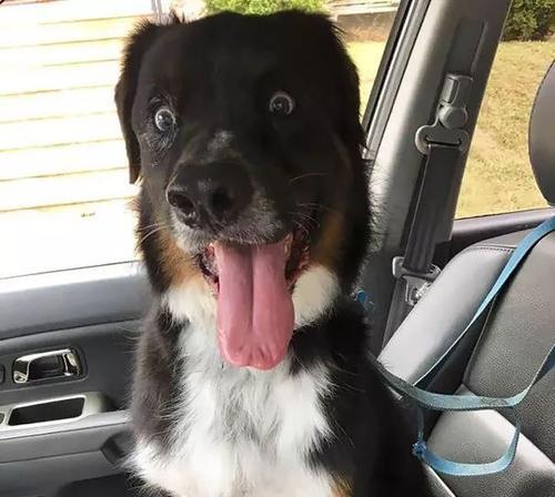 狗狗术后恢复时间详解：影响因素与护理要点全攻略