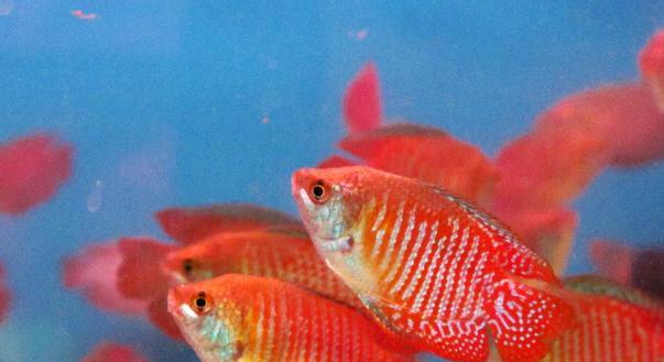 中大型热带鱼养殖推荐｜适合新手的观赏鱼选择全攻略