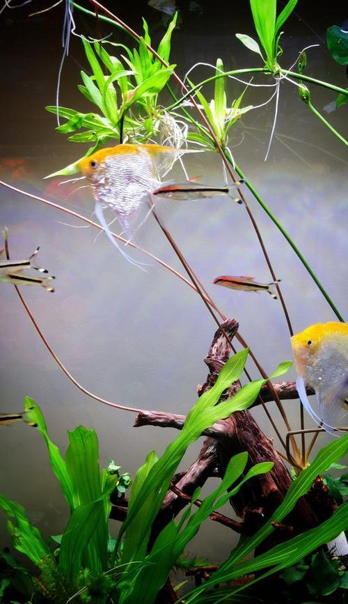 中大型热带鱼养殖推荐｜适合新手的观赏鱼选择全攻略