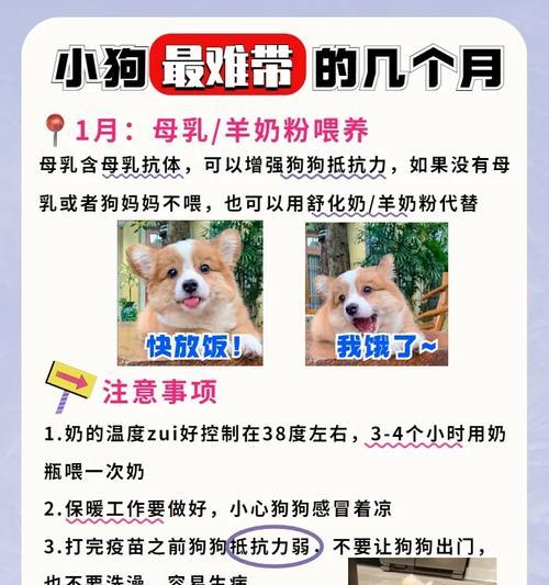 狗针接种后身体恢复时间与注意事项｜全面指南