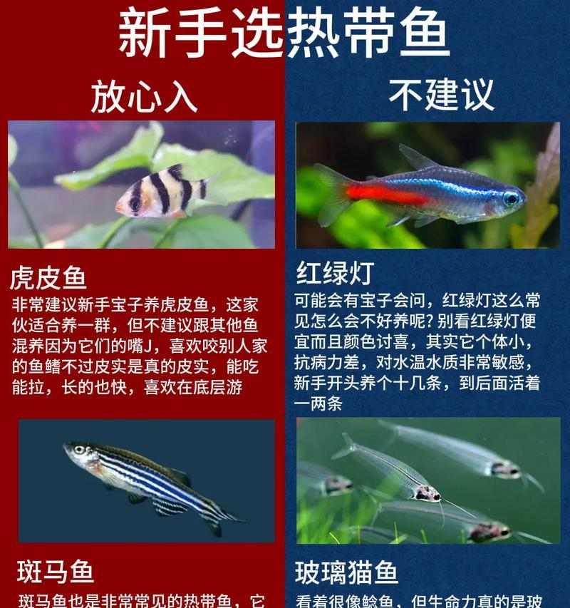 中大型热带鱼养殖推荐｜适合新手的观赏鱼选择全攻略