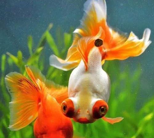 金鱼多彩世界解析|颜色象征与养护全攻略 金鱼多彩世界解析|颜色象征与养护全攻略