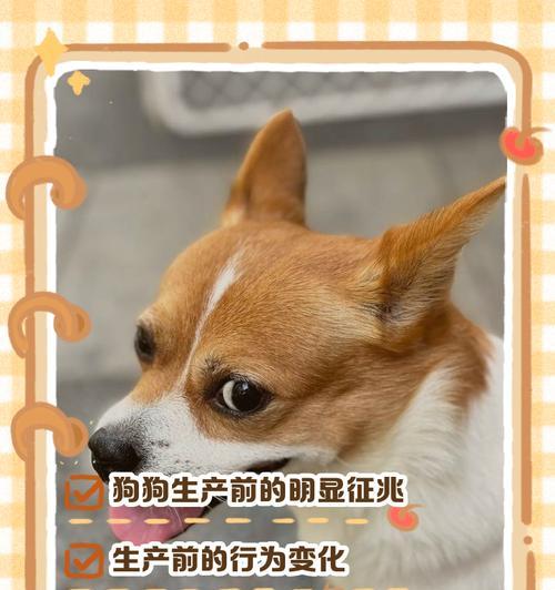 狗狗下崽后多久下奶｜哺乳期关键时间与注意事项全攻略