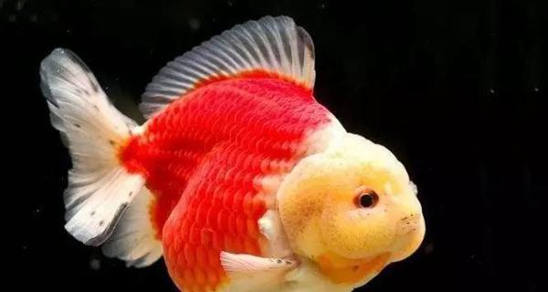 金鱼多彩世界解析|颜色象征与养护全攻略 金鱼多彩世界解析|颜色象征与养护全攻略