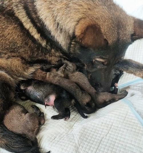 狗狗下崽后多久下奶｜哺乳期关键时间与注意事项全攻略