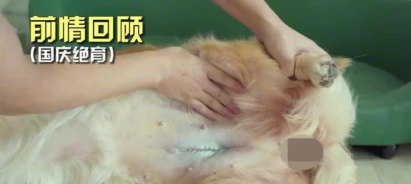 狗针接种后身体恢复时间与注意事项｜全面指南