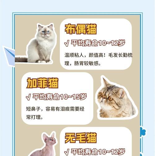 长寿猫饮食与寿命关联分析｜科学养猫全攻略