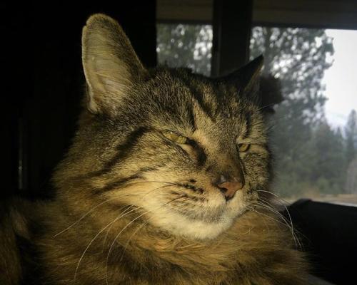 长寿猫饮食与寿命关联分析｜科学养猫全攻略