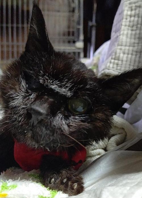 长寿猫饮食与寿命关联分析｜科学养猫全攻略