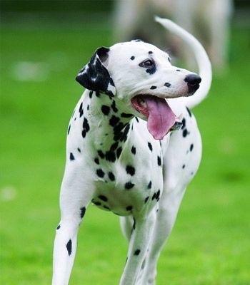 世界上最贵的大麦町犬｜富豪新宠全解析