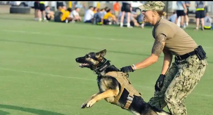 犬的基础训练方法及技巧:培养良好行为习惯全攻略 犬的基础训练方法及技巧:培养良好行为习惯全攻略