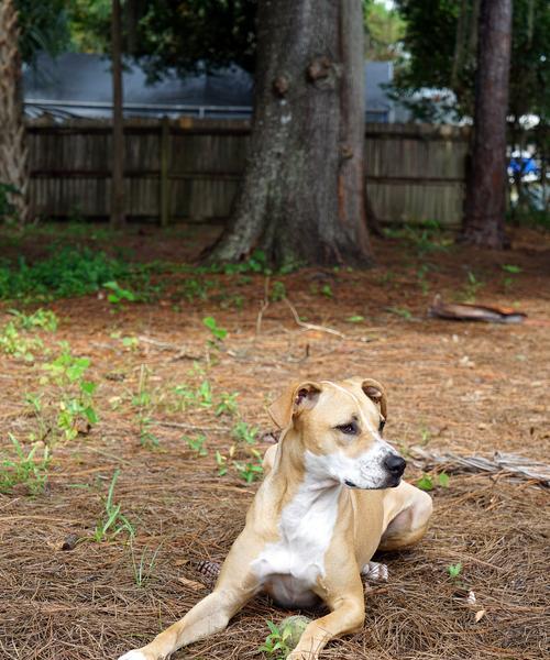 犬的基础训练方法及技巧:培养良好行为习惯全攻略 犬的基础训练方法及技巧:培养良好行为习惯全攻略