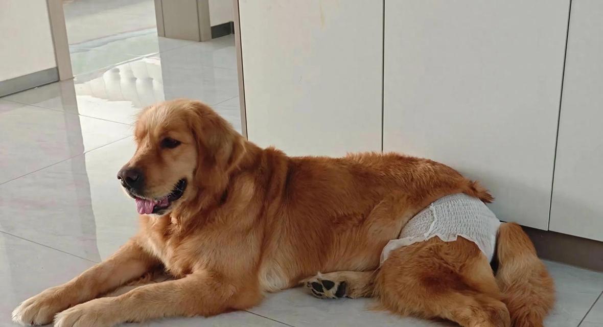 母狗遗忘小狗时间解析｜情感连结与记忆保持全攻略