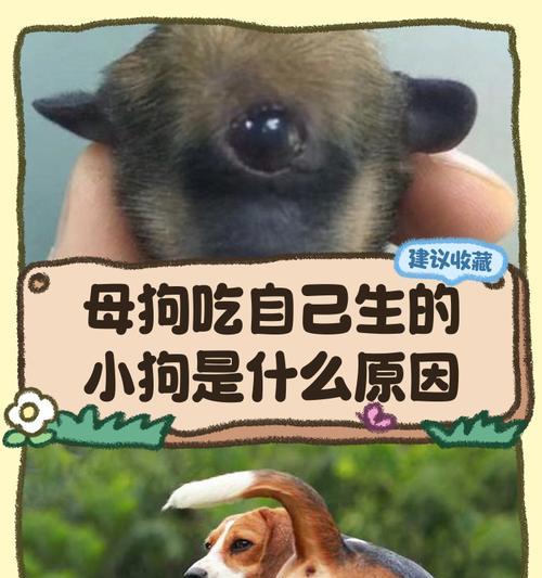 母狗遗忘小狗时间解析｜情感连结与记忆保持全攻略