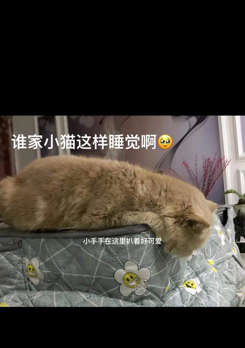 五岁猫咪睡眠时间揭秘｜科学原因与养护全攻略