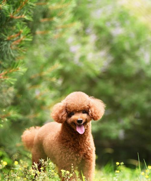 泰迪（从喂养到训练，你必须了解的关键细节）