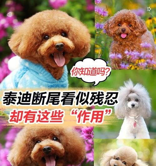 泰迪（从喂养到训练，你必须了解的关键细节）