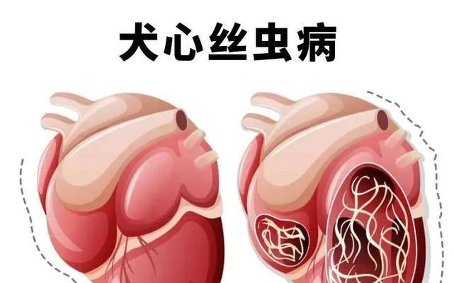 以犬心丝虫病的致命时长(以犬心丝虫病的悲剧) 以犬心丝虫病的致命时长(以犬心丝虫病的悲剧)