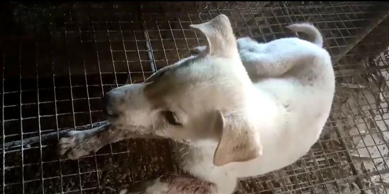 以犬心丝虫病的致命时长(以犬心丝虫病的悲剧) 以犬心丝虫病的致命时长(以犬心丝虫病的悲剧)