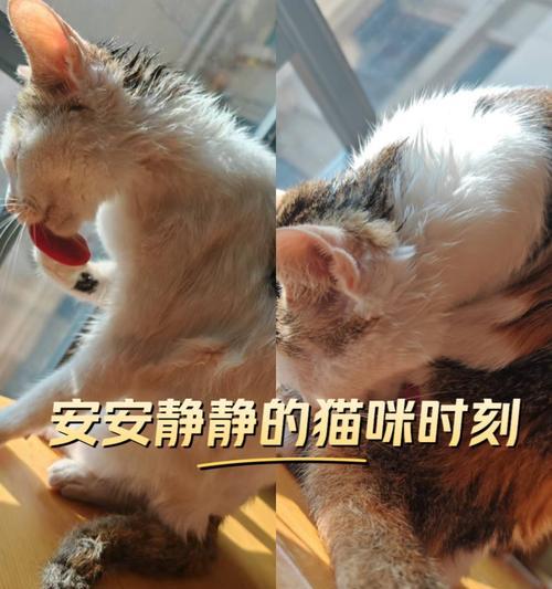 刚出生的猫什么时候可以洗澡?(了解猫宝宝洗澡的最佳时机及注意事项) 刚出生的猫什么时候可以洗澡?(了解猫宝宝洗澡的最佳时机及注意事项)