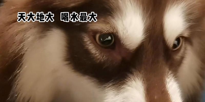 小狗手术后多久可以喝水？（手术后的水分摄取是关键，注意饮水时间和方式）