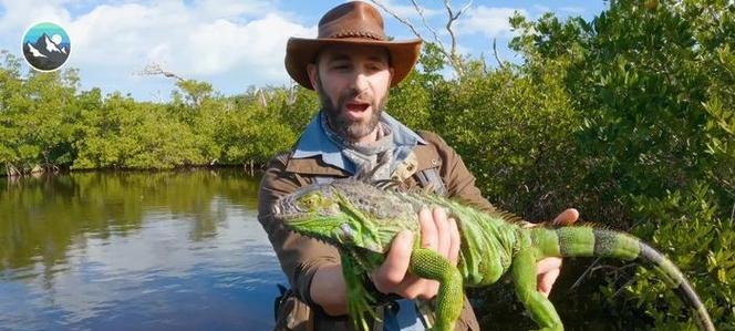 以绿鬣蜥可以喂食哪些蔬菜？（了解绿鬣蜥的蔬菜食谱，保持它们的健康与活力。）
