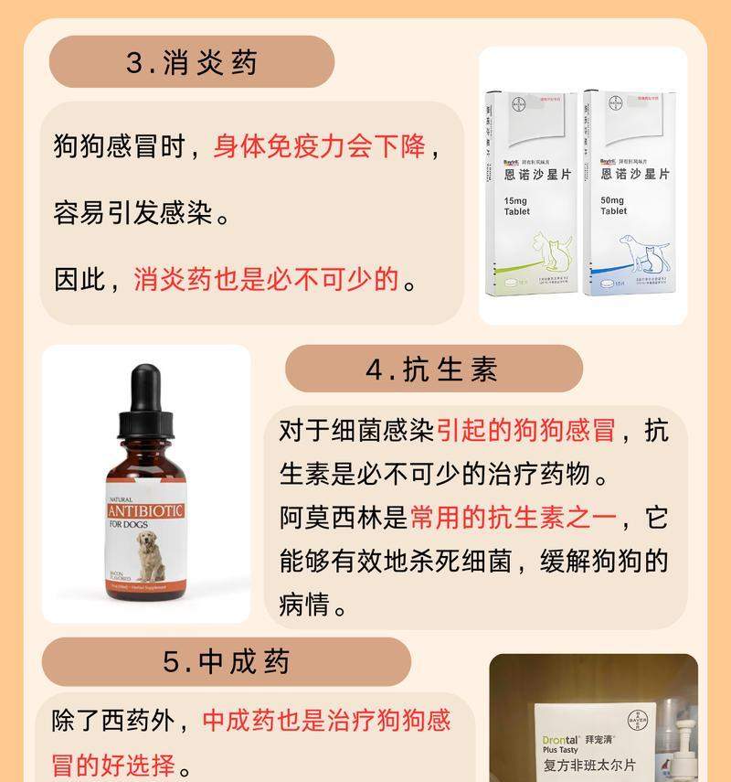 小狗感冒治愈时间与科学治疗指南｜实用护理全攻略