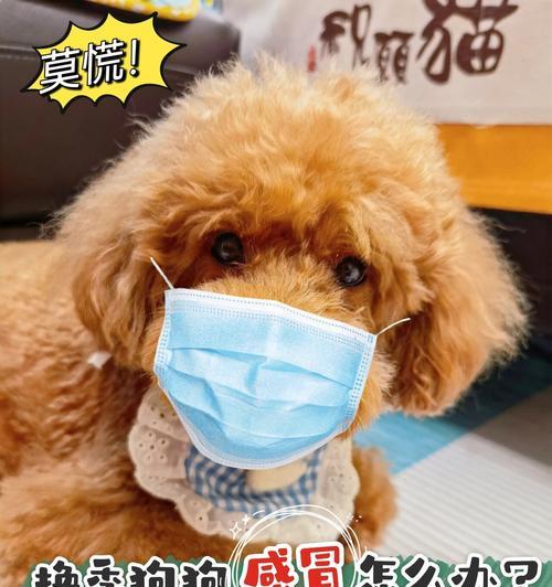 小狗感冒治愈时间与科学治疗指南｜实用护理全攻略