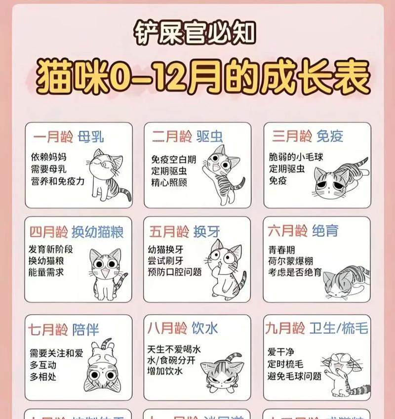 猫咪两个月成长变化|蜕变全攻略 猫咪两个月成长变化|蜕变全攻略