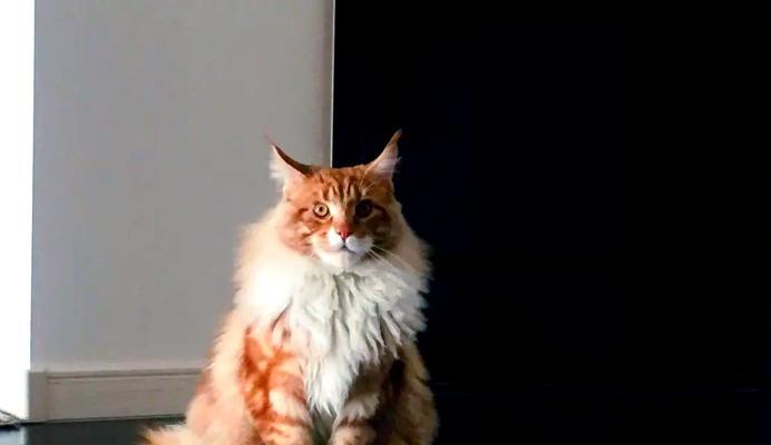 宠物猫价格影响因素与未来趋势分析｜全攻略