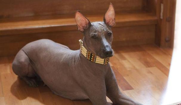 不掉毛犬种推荐｜适合家庭的低掉毛宠物选择