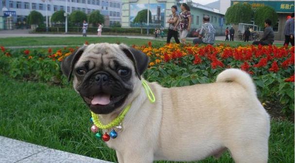 不掉毛犬种推荐｜适合家庭的低掉毛宠物选择