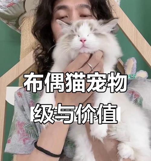 宠物猫价格影响因素与未来趋势分析｜全攻略