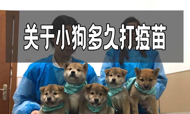 狗狗接种疫苗后出门时间指南｜注意事项全解析