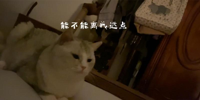 大猫拒绝喂食小猫怎么办｜实用解决全攻略