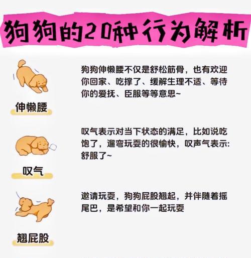 读懂狗狗情绪与肢体语言｜深度沟通实用指南