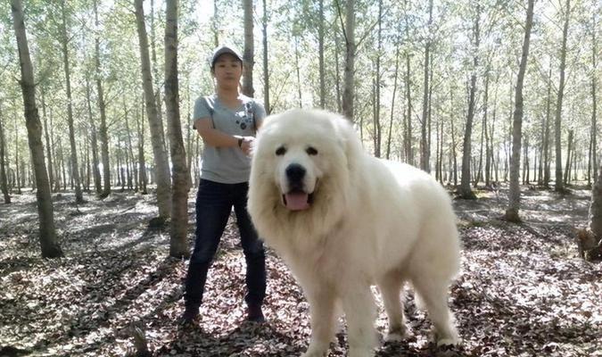 178种狗狗品种大全｜特色与图片全解析